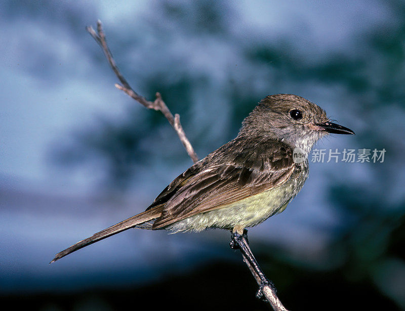 Galápagos捕蝇鸟(Myiarchus magnirostris)也被称为大喙捕蝇鸟，是暴龙科的一种鸟类。它是Galápagos群岛的地方病，在所有主要岛屿上都有。厄瓜多尔圣克鲁斯岛。遗传算法